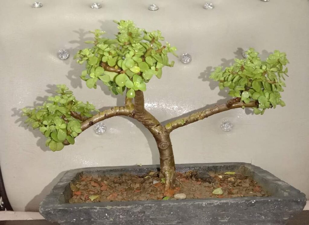 Jade Bonsai