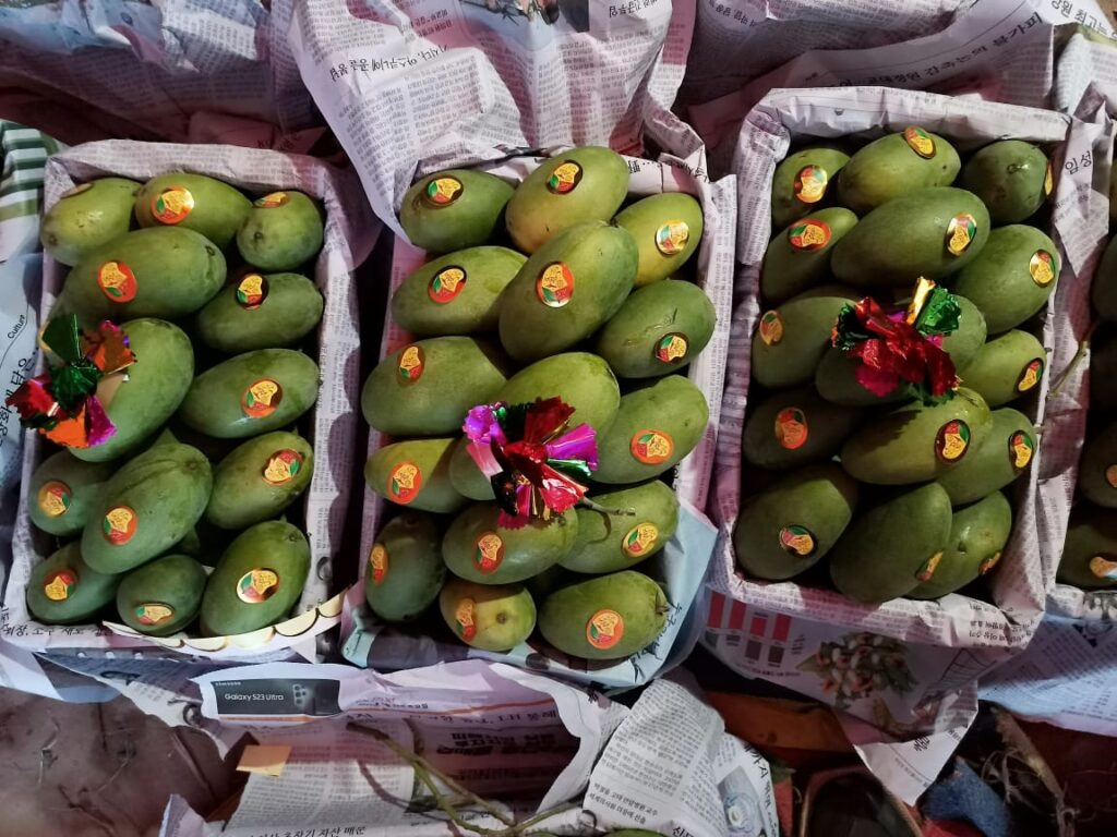 Mangoes of Pakistan