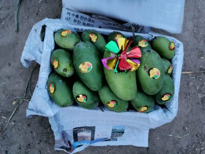 Mangoes of Pakistan