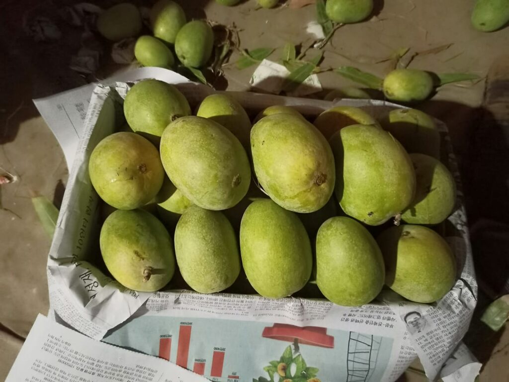 Mangoes of Pakistan