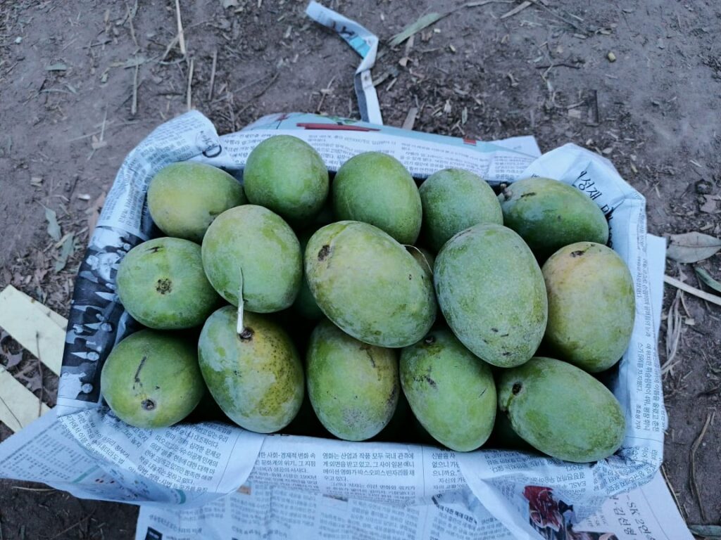 Mangoes of Pakistan